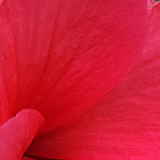 ハイビスカスの写真